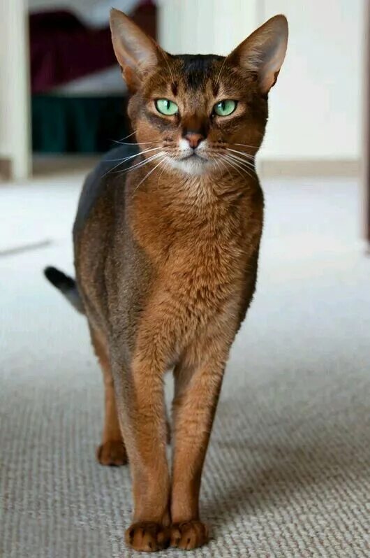 Породы гладкошерстных котов фото Pin by Priscila Herrera on мир котов -6. Abyssinian cats, Cats, Cat breeds