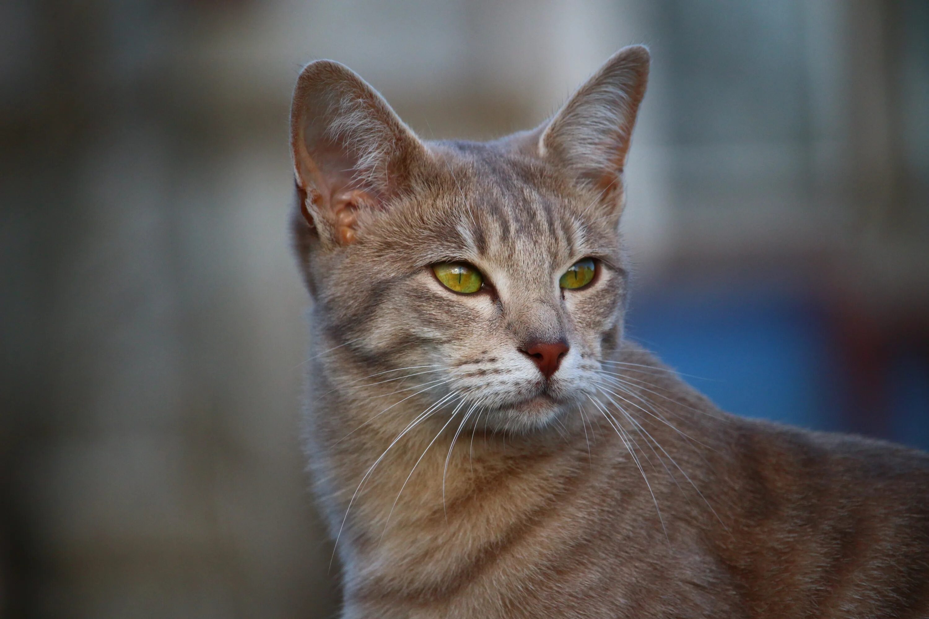 Породы гладкошерстных котов фото Portrait of a brown cat with green eyes free image download