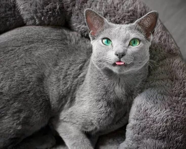 Породы голубых кошек фото Beautiful Silver Cat Sisters Share the Most Mesmerizing Green Eyes Russian blue 