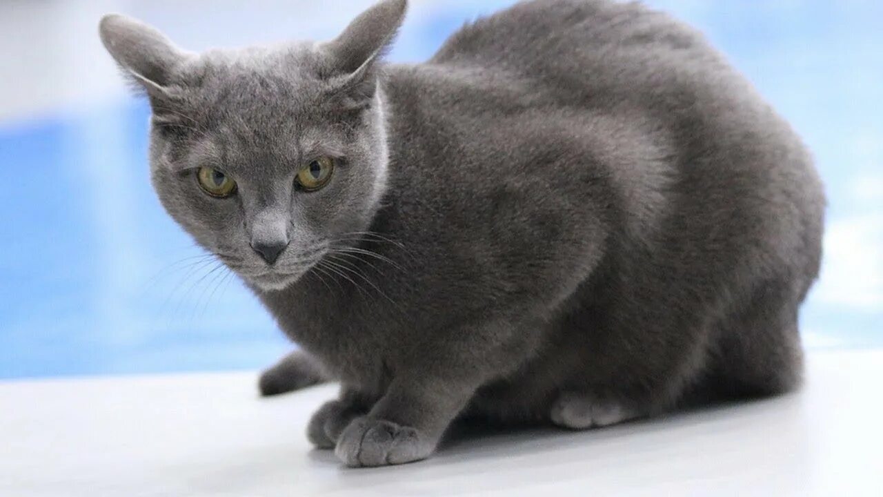 Породы голубых кошек фото How to Identify a Russian Blue - Cat Breeds - YouTube