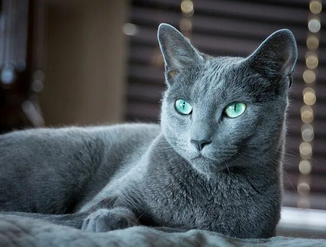 Породы голубых кошек фото Cat breeds: Russian Blue cat characteristics and behavior - Dogalize Russian blu