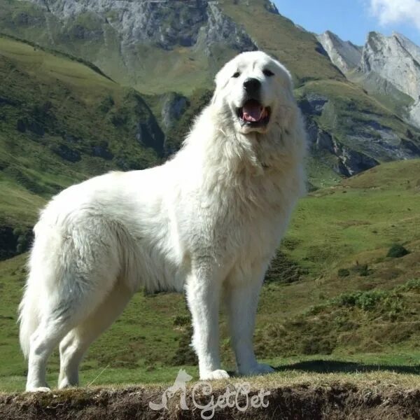 Породы горных собак фото Пиренейская горная собака Mountain dogs, Great pyrenees, Dogs