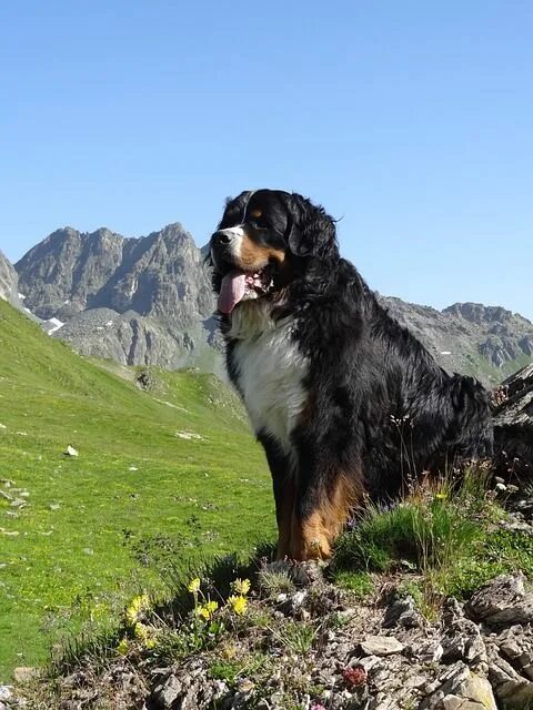 Породы горных собак фото Bernese Mountain Dog Animal - Free photo on Pixabay Mountain dogs, Farm dogs, Be