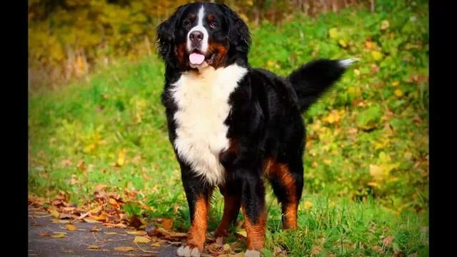 Породы горных собак фото Бернский зенненхунд. Bernese Mountain Dog. - смотреть видео онлайн от "Воспитани