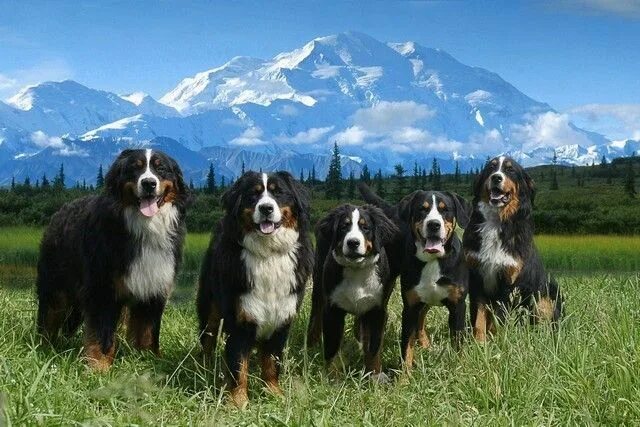 Породы горных собак фото Бернский зенненхунд (фото): Собака, которая улыбается Mountain dogs, Bernese mou