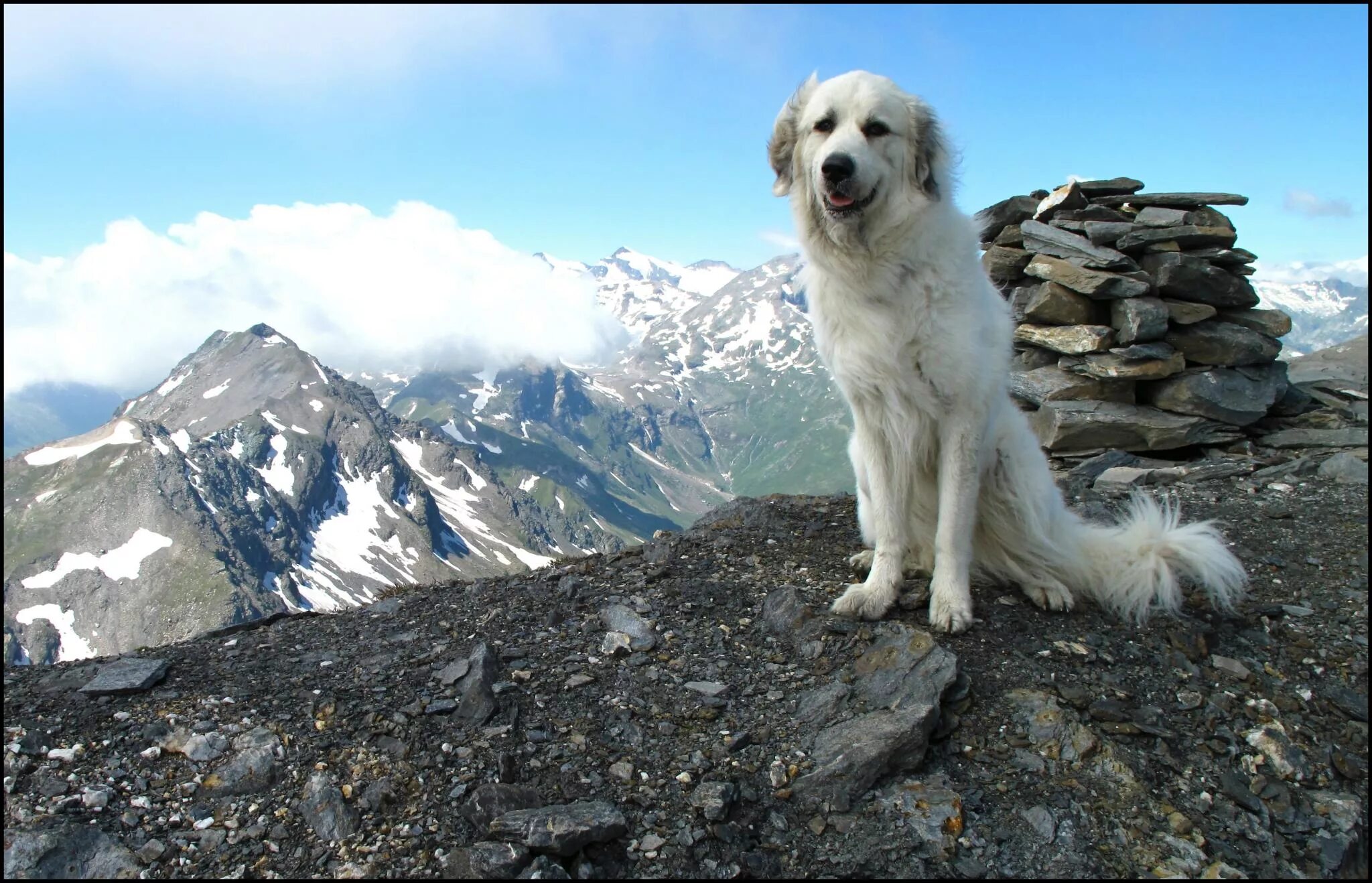 Породы горных собак фото Wallpaper : dog like mammal, dog breed, dog breed group, great pyrenees, glacial