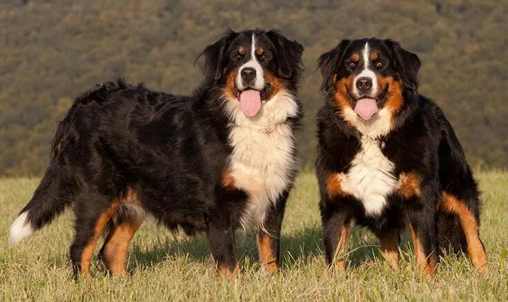 Породы горных собак фото Bernese Mountain Dogs Dogs, Bernese mountain dog, Mountain dogs