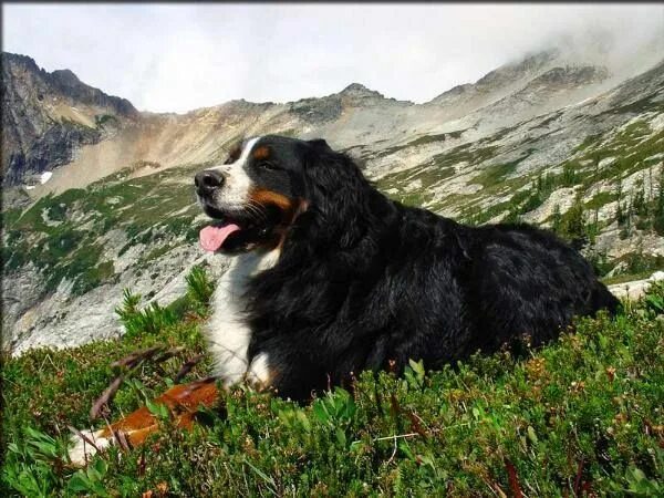 Породы горных собак фото Simply Beautiful! 3 Mountain dogs, Bernese mountain dog, Mountain dog breeds