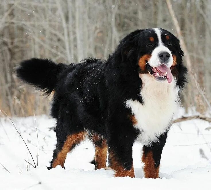 Породы горных собак фото Bernese Mountain Dog Mountain dogs, Bernese mountain dog puppy, Burmese mountain