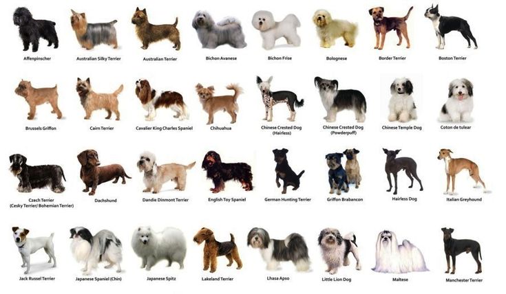 Породы характер и фото собак how to take care of small dog breeds Small dog breeds, Dog breeds list, What kin