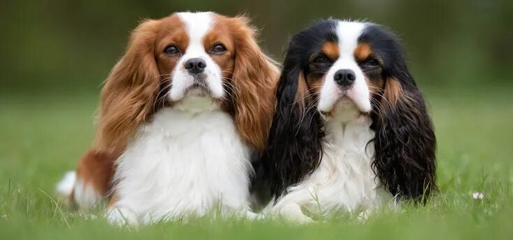 Породы характер и фото собак Cavalier King Charles Spaniel Image_640x300.ashx (2093 × 981) Spaniel puppies fo