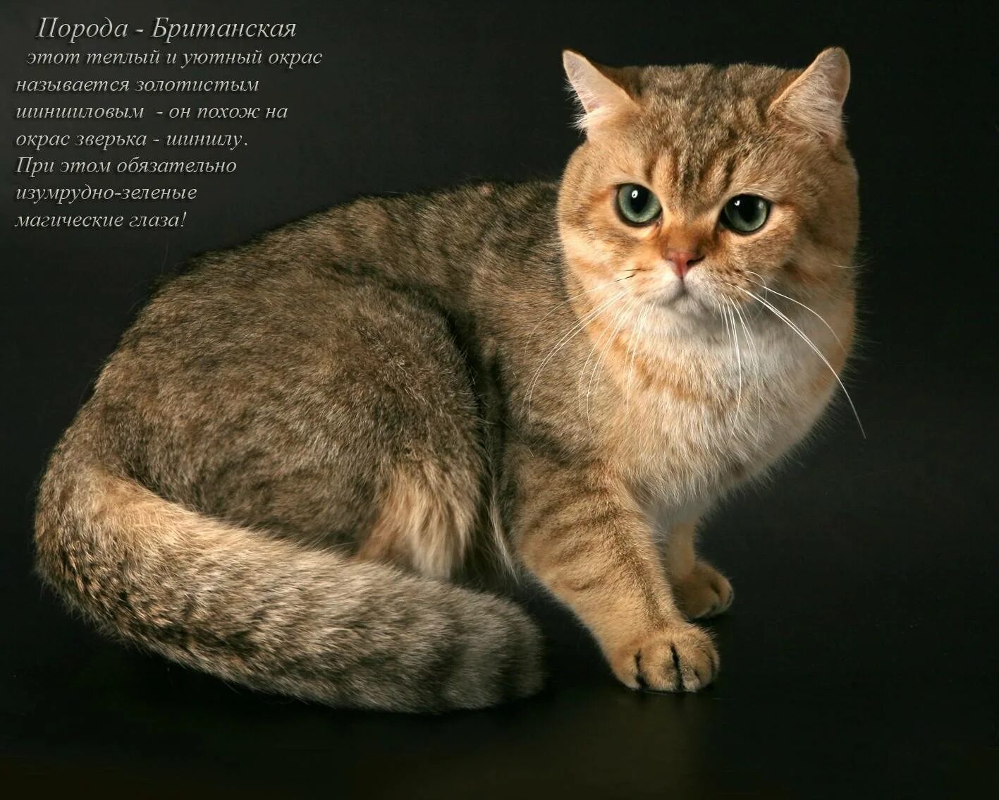 Породы и характер кошек фото описание Британская короткошёрстная кошка: описание породы, часто ли течка, внешность и х