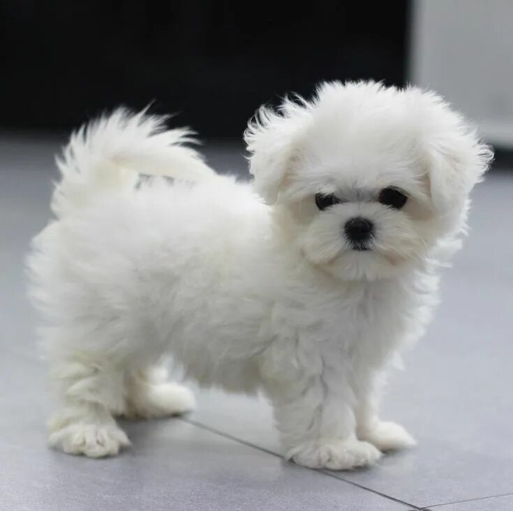 Породы комнатно декоративных собак фото Lovely Maltese Puppy