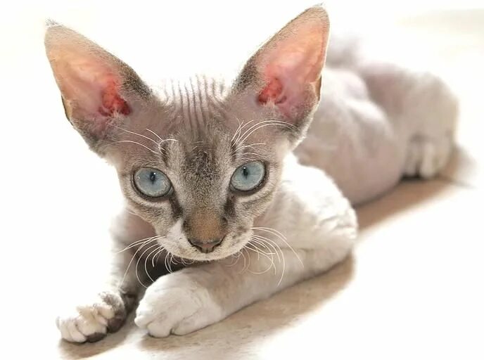 Породы кошек для аллергиков фото Pin by dogmylove on sphynx cat Devon rex cats, Cat breeds, Rex cat