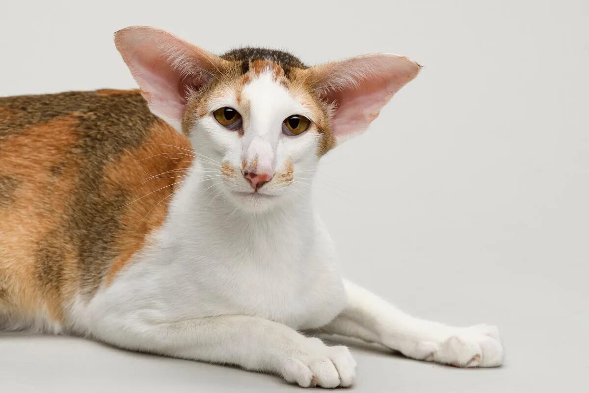 Породы кошек для аллергиков фото Cat With Big Ears Breed Flash Sales www.cifroclub.ru