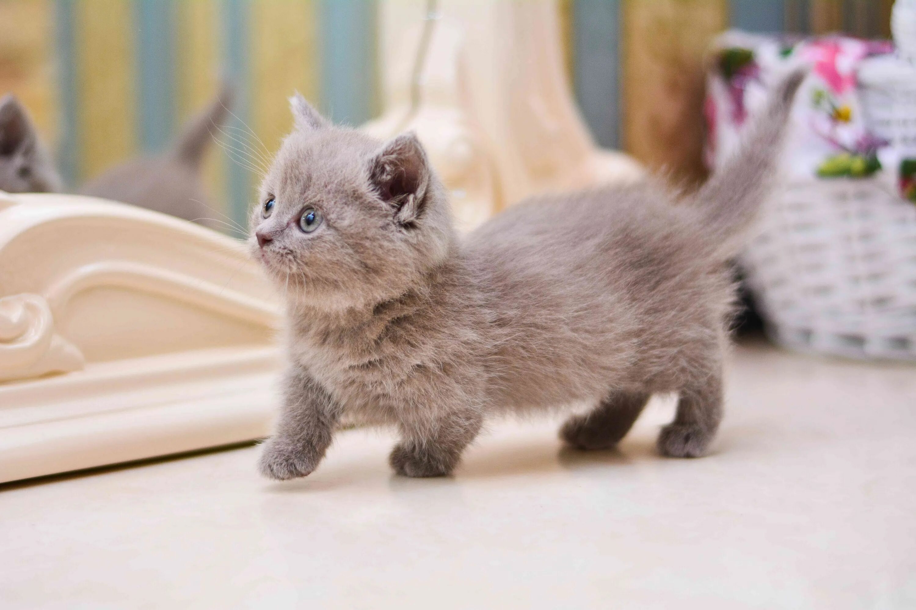 Породы кошек фото котят маленьких Munchkin Cat Breed Health and Care PetMD