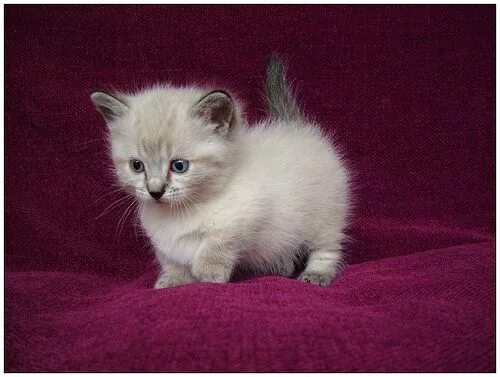 Породы кошек фото котят маленьких Munchkin Kittens: Cute and Adorable Cats