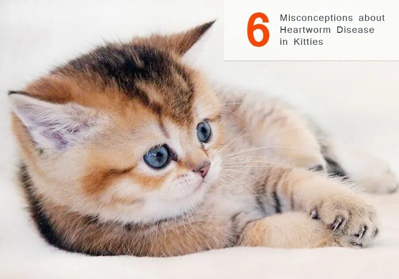 Породы кошек фото котят маленьких 6 #Misconceptions About #Heartworm Disease In #Cats - Cat care tips, Cat care, H