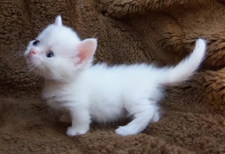 Породы кошек фото котят маленьких adorable Napoleon Munchkin solid white kitten Munchkin kitten, Cute cats and dog