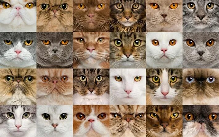 Породы кошек характер фото Download wallpapers breeds of cats collage, different cats, muzzle of cats, cute