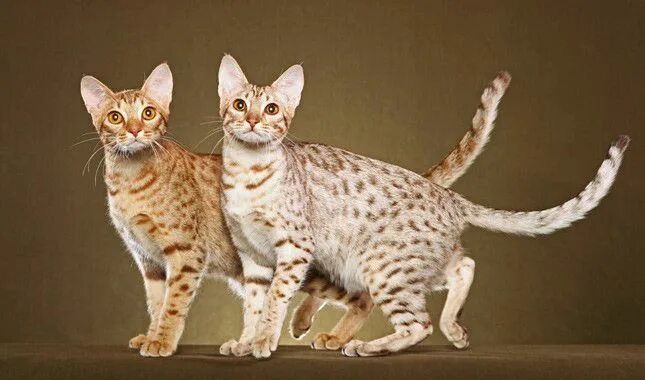 Породы кошек характер фото The Ocicat is an all-domestic breed of cat which resembles a wild cat but has no