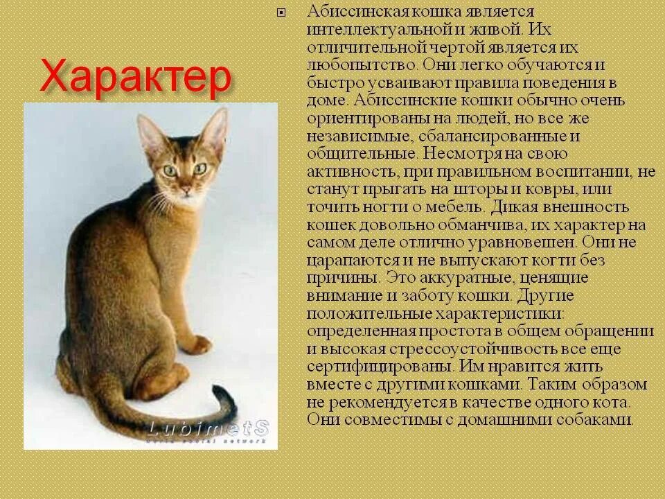 Породы кошек характер фото Особенности абиссинской породы 60 фото - ZooClever.ru