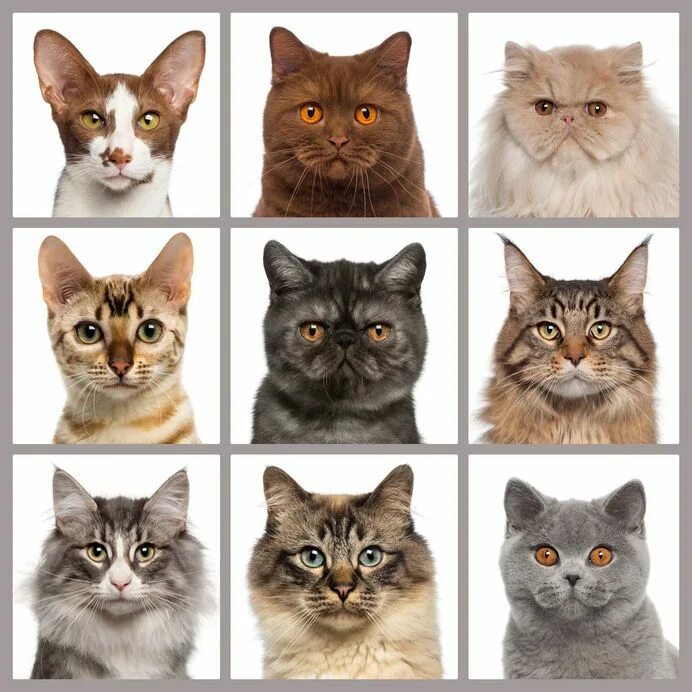 Породы кошек характер фото What Breeds Of Cats Live The Longest? - Two Crazy Cat Ladies Cat breeds chart, C