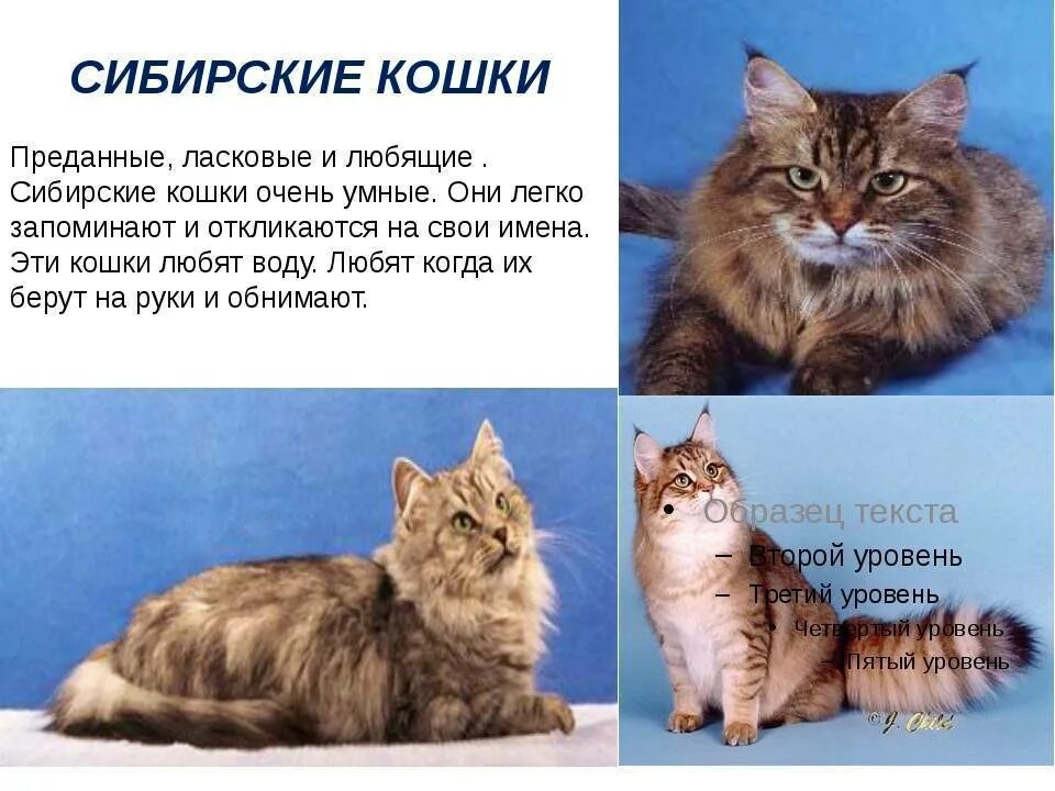 Породы кошек характеристика фото цена Описание пород котят: найдено 90 изображений