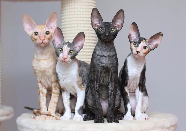 Породы кошек корниш рекс фото цена Cornish Rexes Cornish rex cat, Rex cat, Beautiful cat breeds