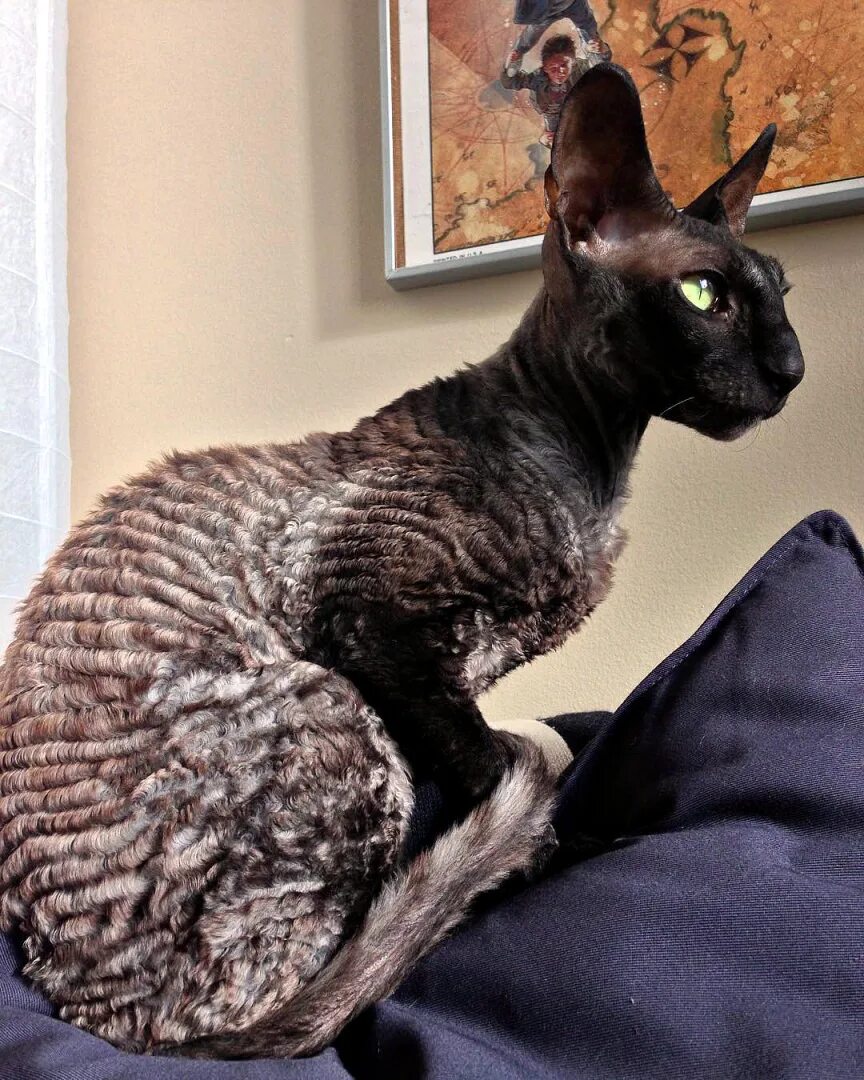 Породы кошек корниш рекс фото цена Корниш рекс (cornish rex) - это одна из самых интересных пород в мире.