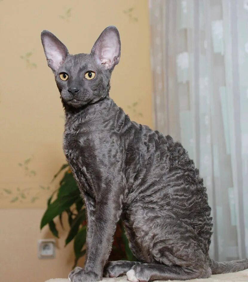 Породы кошек корниш рекс фото цена Корниш рекс (cornish rex) - это одна из самых интересных пород в мире.