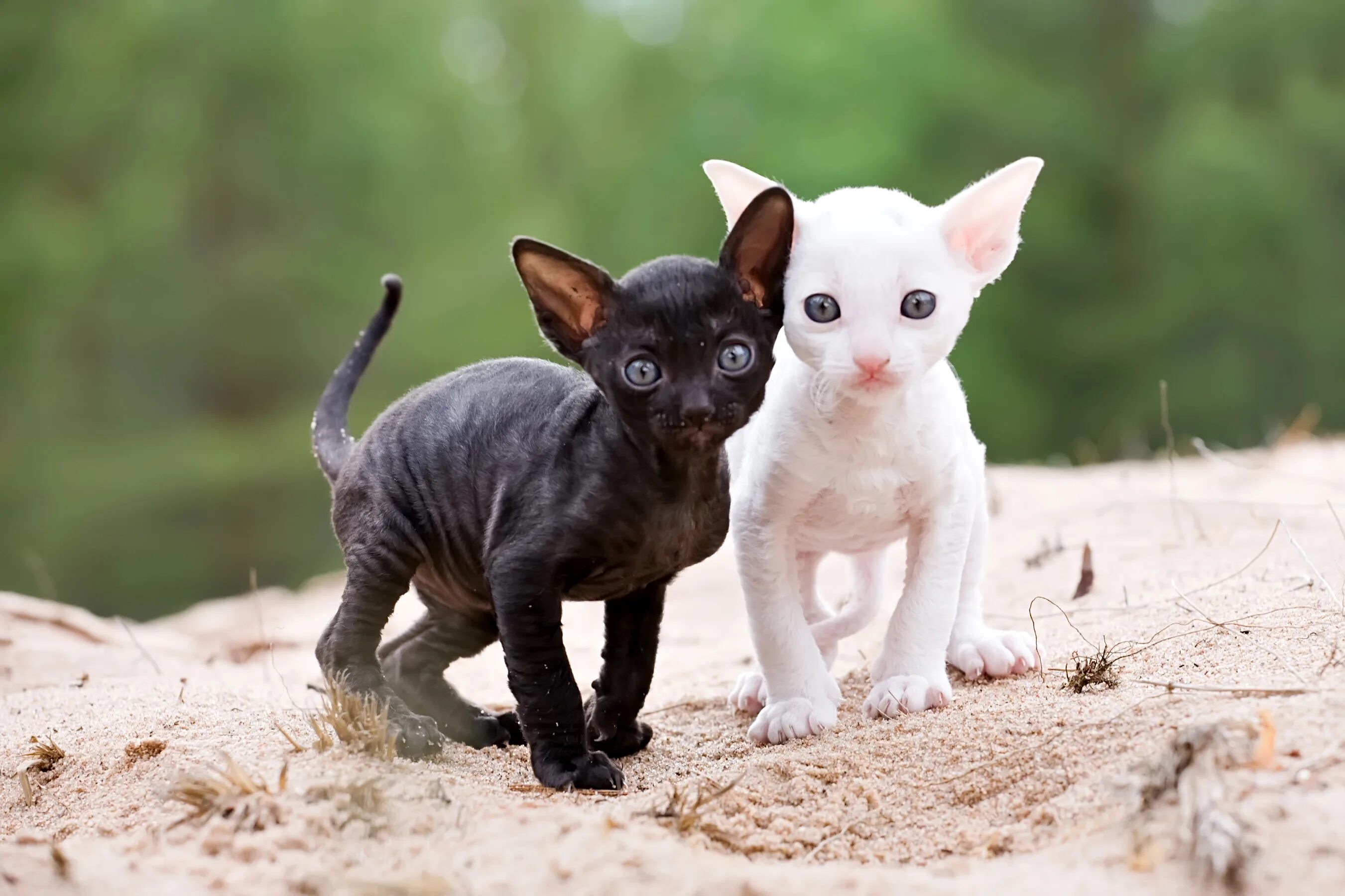 Породы кошек корниш рекс фото цена Обои для рабочего стола котенка кошка Cornish Rex 2 Животные