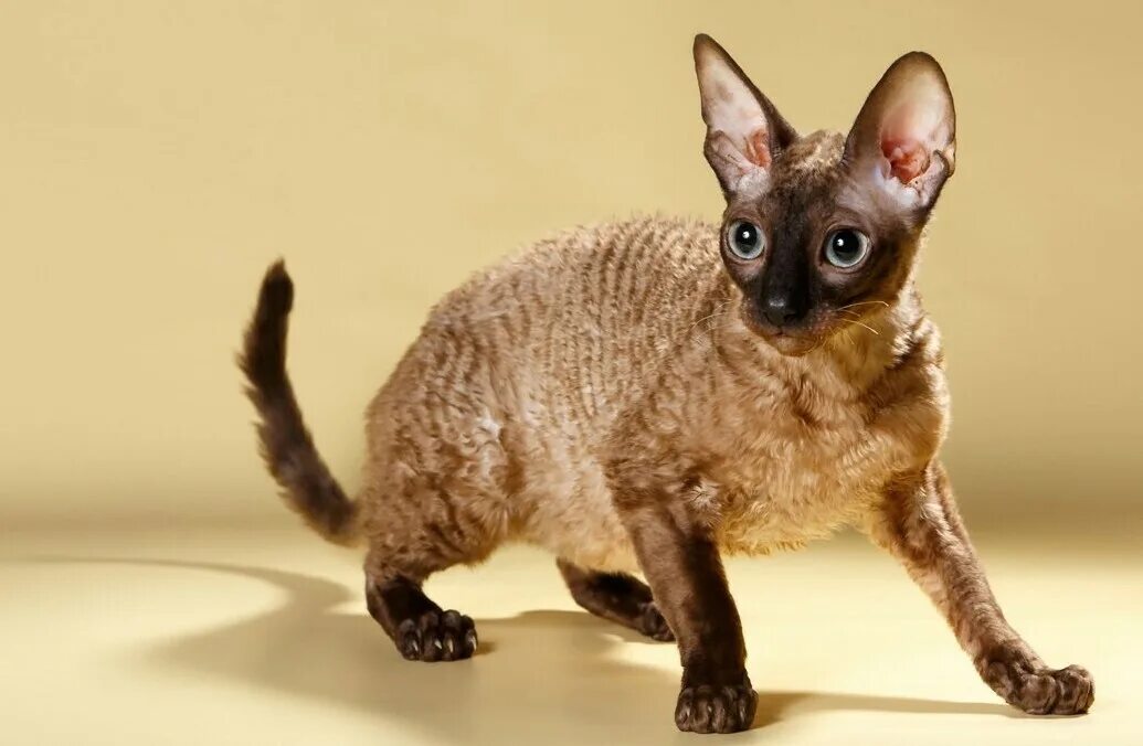 Породы кошек корниш рекс фото цена Корниш рекс (cornish rex) - это одна из самых интересных пород в мире.