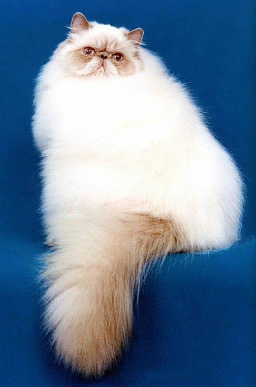 Породы кошек мира фото The 5 Most Popular Cat Breeds? Popular cat breeds, Cute cats, Himalayan cat