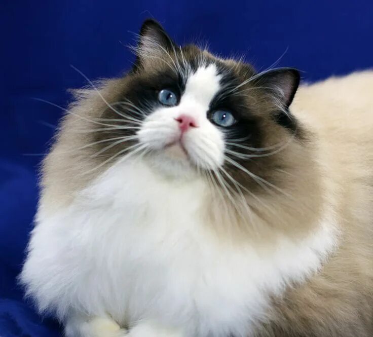 Породы кошек мира фото Seal BiColor ragdoll Cats Pinterest Popular cat breeds, Most popular cat breeds,