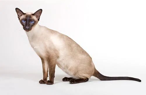 Породы кошек похожие на сиамских фото Felis silvestris - Siamese, Oriental, Oriental longhair, Balinais - Monaco Natur