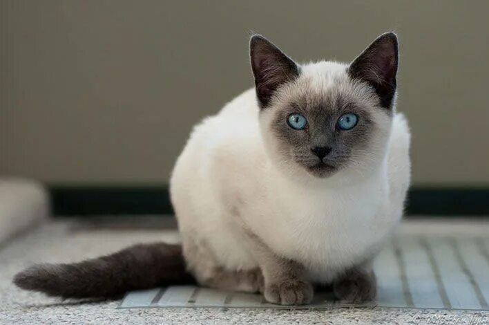 Породы кошек похожие на сиамских фото Cats, Breeds, Balinese cat