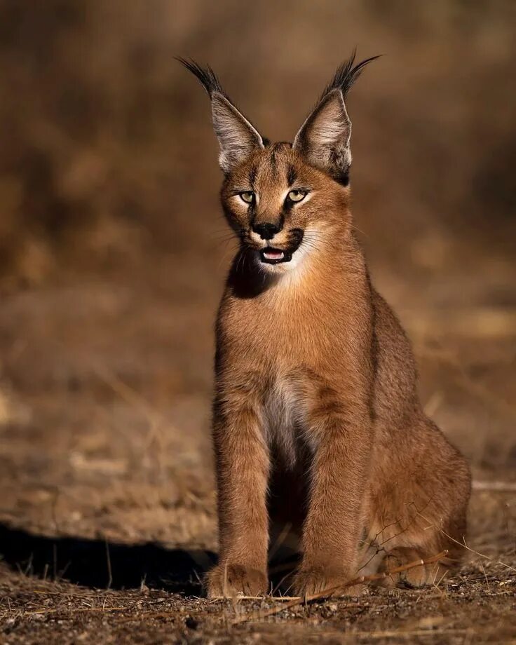 Породы кошек похожих на рысь фото Pin on Big cats Caracal, Caracal cat, Exotic cats