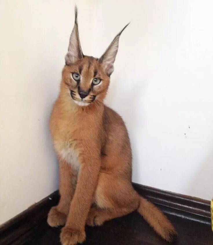 Породы кошек похожих на рысь фото Un bello caracal Caracal cat, Cat breeds, Pretty cats