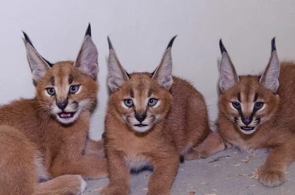 Породы кошек похожих на рысь фото Look At These Caracal Kittens Caracal cat, Exotic cats, Caracal