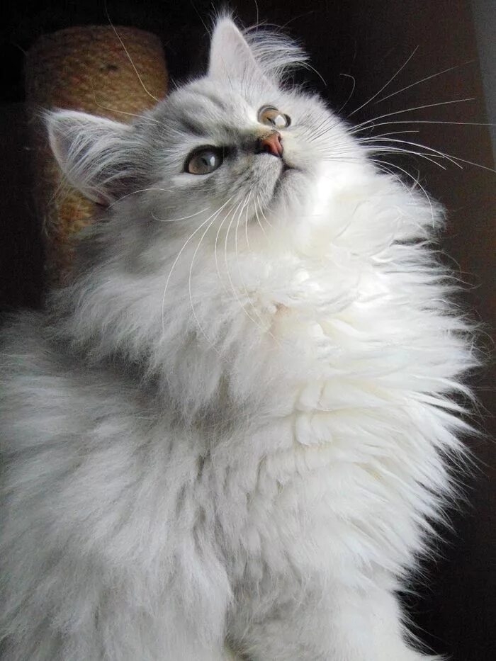 Породы кошек пушистых фото и названия So fluffy #yummypets #cat Cat breeds, Gorgeous cats, Beautiful cats