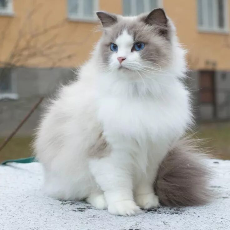 Très beau chat Gulliga katter, Katt