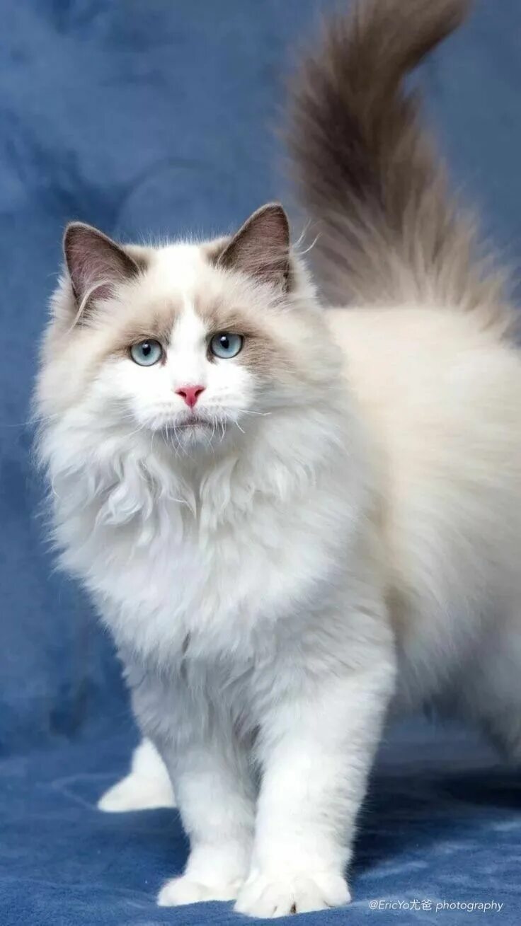 Породы кошек пушистых фото и названия Pin by Юлия Железнякова on КОТИКИ Cat breeds, Ragdoll cat, Beautiful cats