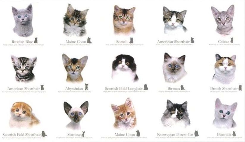 Породы кошек размеры фото Cat Breeds Feline Panel Cotton Quilting Fabric 60cm x 110cm Elizabeth's Studio e