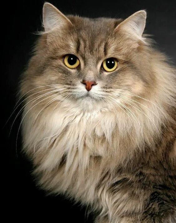 Породы кошек россии фото Сибирские кошки (описание, уход). 30 фото Siberian cat, Beautiful cats, Siberian