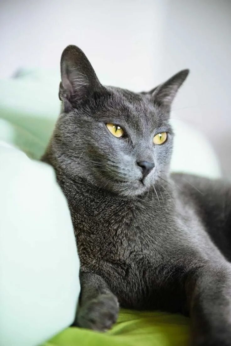 Породы кошек россии фото Pin by Diane Plante Bruneault Choupet on Chats , chatons , félins Russian blue c