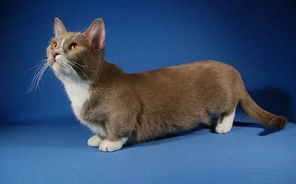 Породы кошек россии фото weiner cat? Munchkin Munchkin cat, Munchkin kitten, Cat breeds