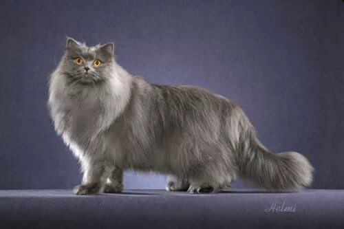 Породы кошек с фото Persian Cats Photo: persians Cat breeds, Cats, All cat breeds