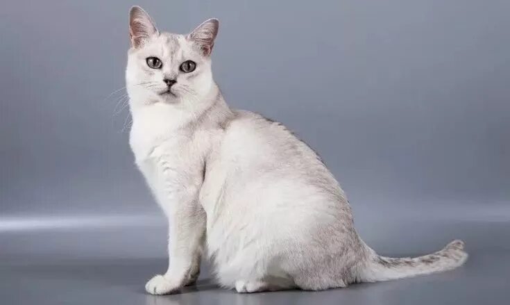 Породы кошек с фото Burmilla Burmilla cat, Cat breeds, Burmilla