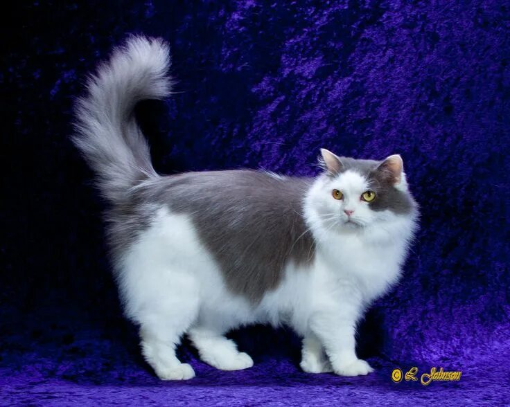 Породы кошек с фото Ragamuffin cat. GP Ragtime Cats Blueberries & Cream. Cat breeds, Ragdoll cat bre